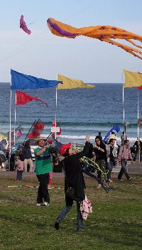 Kites on Bondi Beach